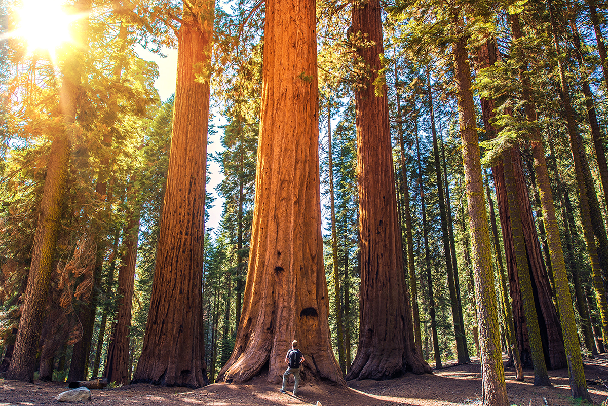 アメリカ合衆国カリフォルニア州に広がる世界遺産『レッドウッド国立公園』から運んだ、世界最大の樹木レッドウッドを丸ごと１本を使用して建てられたのがレッドウッドインです。